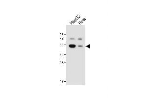 All lanes : Anti-BDK_1 Antibody (Center) at 1:1000 dilution Lane 1: HepG2 whole cell lysate Lane 2: Hela whole cell lysate Lysates/proteins at 20 μg per lane. (BDK_1 (AA 213-239) anticorps)