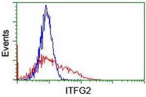 Image no. 2 for anti-Integrin alpha FG-GAP Repeat Containing 2 (ITFG2) antibody (ABIN1498907) (ITFG2 anticorps)