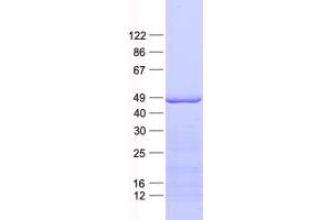 Validation with Western Blot