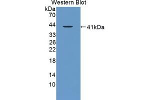 Detection of Recombinant FAM19A3, Mouse using Polyclonal Antibody to Family With Sequence Similarity 19, Member A3 (FAM19A3) (FAM19A3 anticorps  (AA 30-129))