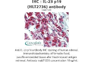 Image no. 1 for anti-Interleukin 23, alpha subunit p19 (IL23A) antibody (ABIN1724064) (IL23A anticorps)