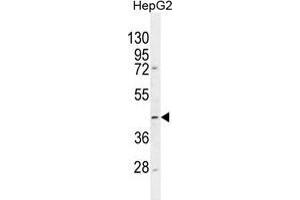 TMLHE Antibody (N-term) western blot analysis in HepG2 cell line lysates (35 µg/lane).