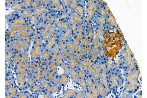 ABIN6260890 and ABIN6277316 at 1/100 staining Mouse pancreatic tissue by IHC-P.