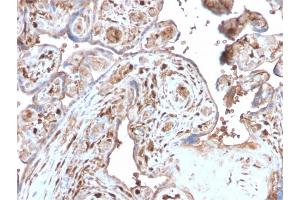 Formalin-fixed, paraffin-embedded human Placenta stained with S100A4 Recombinant Rabbit Monoclonal Antibody (S100A4/2750R). (Recombinant s100a4 anticorps  (AA 1-200))