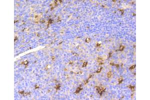 Immunohistochemistry of paraffin-embedded human tonsil using LYZ antibody. (LYZ anticorps)