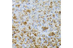 Immunohistochemistry of paraffin-embedded mouse pancreas using CTRB1 antibody (ABIN7266398) at dilution of 1:100 (40x lens).