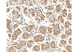 Immunohistochemistry analysis of paraffin-embedded human stomach using LEP Polyclonal Antibody at dilution of 1:100. (Leptin anticorps)