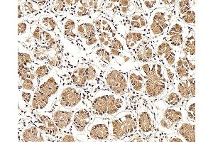 Immunohistochemistry analysis of paraffin-embedded human stomach using LEP Polyclonal Antibody at dilution of 1:100.