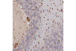 Immunohistochemical staining (Formalin-fixed paraffin-embedded sections) of human cerebellum with PELI3 polyclonal antibody  shows strong cytoplasmic positivity in Purkinje cells while additional nuclear membranous staining in cells in molecular layer. (Pellino 3 anticorps)