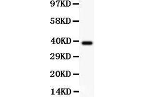 Anti-Crk p38 Picoband antibody,  All lanes: Anti Crk p38  at 0.