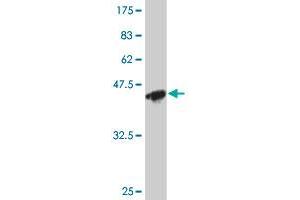 Western Blot detection against Immunogen (44 KDa) .