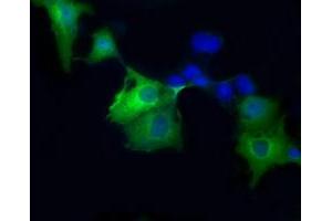 Immunofluorescence (IF) image for anti-Sorbitol Dehydrogenase (SORD) antibody (ABIN1501073) (SORD anticorps)