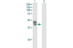 Western Blot analysis of FUT1 expression in transfected 293T cell line by FUT1 MaxPab polyclonal antibody. (FUT1 anticorps  (AA 1-365))