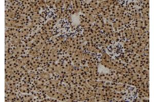 ABIN6273457 at 1/100 staining Mouse kidney tissue by IHC-P. (CENPF anticorps  (C-Term))