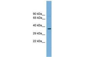 Image no. 1 for anti-Transcription Factor MafA (MAFA) (AA 81-130) antibody (ABIN6744656)