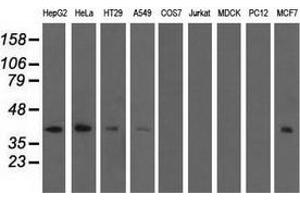 Western blot analysis of extracts (35 µg) from 9 different cell lines by using anti-SH3GL1 monoclonal antibody.