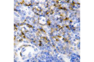 Anti-IL7 antibody, IHC(P) IHC(P): Mouse Spleen Tissue (IL-7 anticorps  (N-Term))