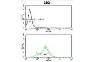 DDAH1 Antibody (C-term) (ABIN389434 and ABIN2839512) flow cytometric analysis of 293 cells (bottom histogram) compared to a negative control cell (top histogram).