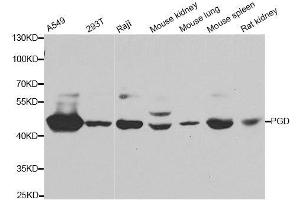 Western blot analysis of extracts of various cell lines, using PGD antibody. (PGD anticorps  (AA 184-483))