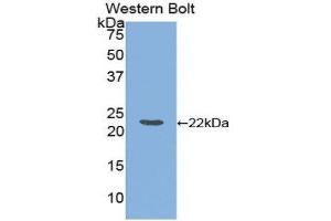 Western Blotting (WB) image for anti-Ferritin, Light Polypeptide (FTL) (AA 1-175) antibody (ABIN1078028) (FTL anticorps  (AA 1-175))