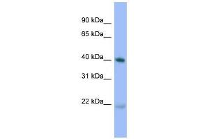 PRKACA antibody used at 0.