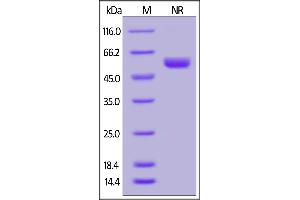 Human LIGHT, His Tag (active trimer) (MALS verified) on  under ing (NR) condition.