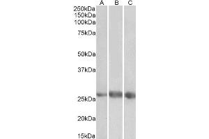 ABIN4902613 (1µg/ml) staining of Heart (A), Kidney (B) and Lung (C) lysates (35µg protein in RIPA buffer). (EGFL7 anticorps)