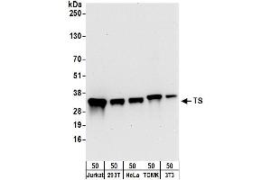 Western Blotting (WB) image for anti-TS (C-Term) antibody (ABIN7795593) (TS (C-Term) anticorps)