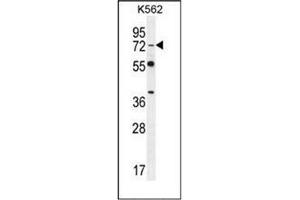 Western blot analysis of Dishevelled-3 / DVL3 Antibody (C-term) in K562 cell line lysates (35ug/lane). (DVL3 anticorps  (C-Term))