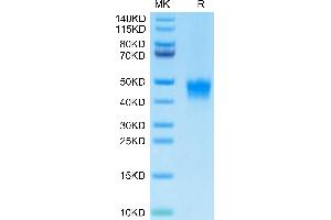 Biotinylated Human DKK1 on Tris-Bis PAGE under reduced condition.