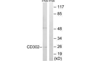 Western blot analysis of extracts from HT-29 cells, using CD302 antibody. (DCL1 anticorps  (Internal Region))