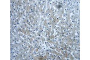 IHC-P analysis of Human Liver Tissue, with DAB staining. (DVL1 anticorps  (AA 150-285))