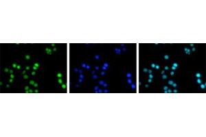 Immunofluorescent staining of Hela cell line with antibody followed by an anti-rabbit antibody conjugated to Alexa488 (left).