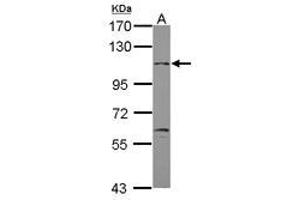 Image no. 1 for anti-gamma-aminobutyric Acid (GABA) B Receptor, 2 (GABBR2) (Internal Region) antibody (ABIN1496041) (GABBR2 anticorps  (Internal Region))
