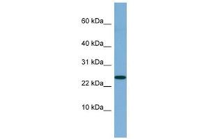 NBL1 antibody used at 1 ug/ml to detect target protein.