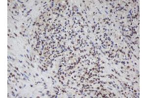 Image no. 5 for anti-Apurinic/Apyrimidinic Endonuclease 1 (APEX1) (AA 1-242) antibody (ABIN1490625)