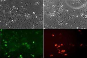 Image no. 3 for anti-Neuronal Differentiation 1 (NEUROD1) (AA 15-45) antibody (ABIN2451575) (NEUROD1 anticorps  (AA 15-45))