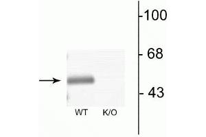 Western blot of mouse brain lysates from wild type (WT) and α3-knockout (K/O) animals showing specific immunolabeling of the ~51 kDa α3-subunit of the GABAA-R. (GABRA3 anticorps  (N-Term))