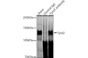 Immunoprecipitation analysis of 600 μg extracts of Mouse brain cells using 3 μg Tyro3 antibody (ABIN1678641, ABIN7101341, ABIN7101342 and ABIN7101343).