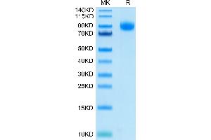 Biotinylated Human CD155 (Primary Amine Labeling) on Tris-Bis PAGE under reduced condition. (Poliovirus Receptor Protein (PVR) (AA 21-343) (Fc Tag,Biotin))