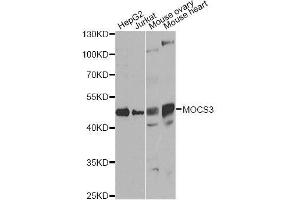 Western blot analysis of extracts of various cell lines, using MOCS3 antibody. (MOCS3 anticorps  (AA 271-460))