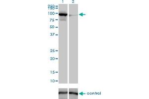 Western blot analysis of MFN1 over-expressed 293 cell line, cotransfected with MFN1 Validated Chimera RNAi (Lane 2) or non-transfected control (Lane 1).