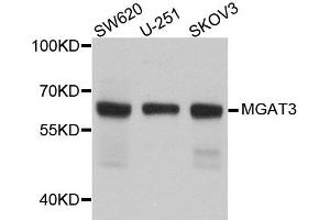Western blot analysis of extract of various cells, using MGAT3 antibody. (MGAT3 anticorps)