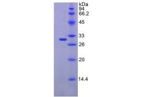 SDS-PAGE analysis of Mouse FKBP10 Protein. (FKBP10 Protéine)