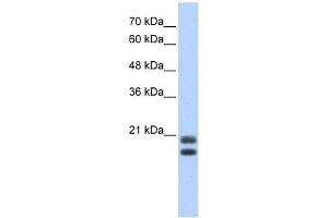 Serglycin antibody used at 1 ug/ml to detect target protein. (SRGN anticorps  (Middle Region))