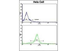 Flow cytometric analysis of hela cells using NFKBIA Antibody ( S32/36 )(bottom histogram) compared to a negative control cell (top histogram). (NFKBIA anticorps  (AA 12-41))