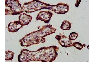 IHC image of ABIN7172586 diluted at 1:600 and staining in paraffin-embedded human placenta tissue performed on a Leica BondTM system.