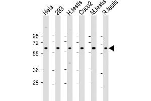 All lanes : Anti-SLC2A8 Antibody (Center) at 1:2000 dilution Lane 1: Hela whole cell lysate Lane 2: 293 whole cell lysate Lane 3: human testis lysate Lane 4: Caco2 whole cell lysate Lane 5: mouse testis lysate Lane 6: rat testis lysate Lysates/proteins at 20 μg per lane.