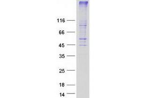 G Protein-Coupled Receptor 171 (GPR171) protein (Myc-DYKDDDDK Tag)