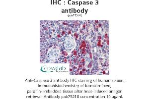 Image no. 1 for anti-Caspase 3 (CASP3) antibody (ABIN1732665) (Caspase 3 anticorps)